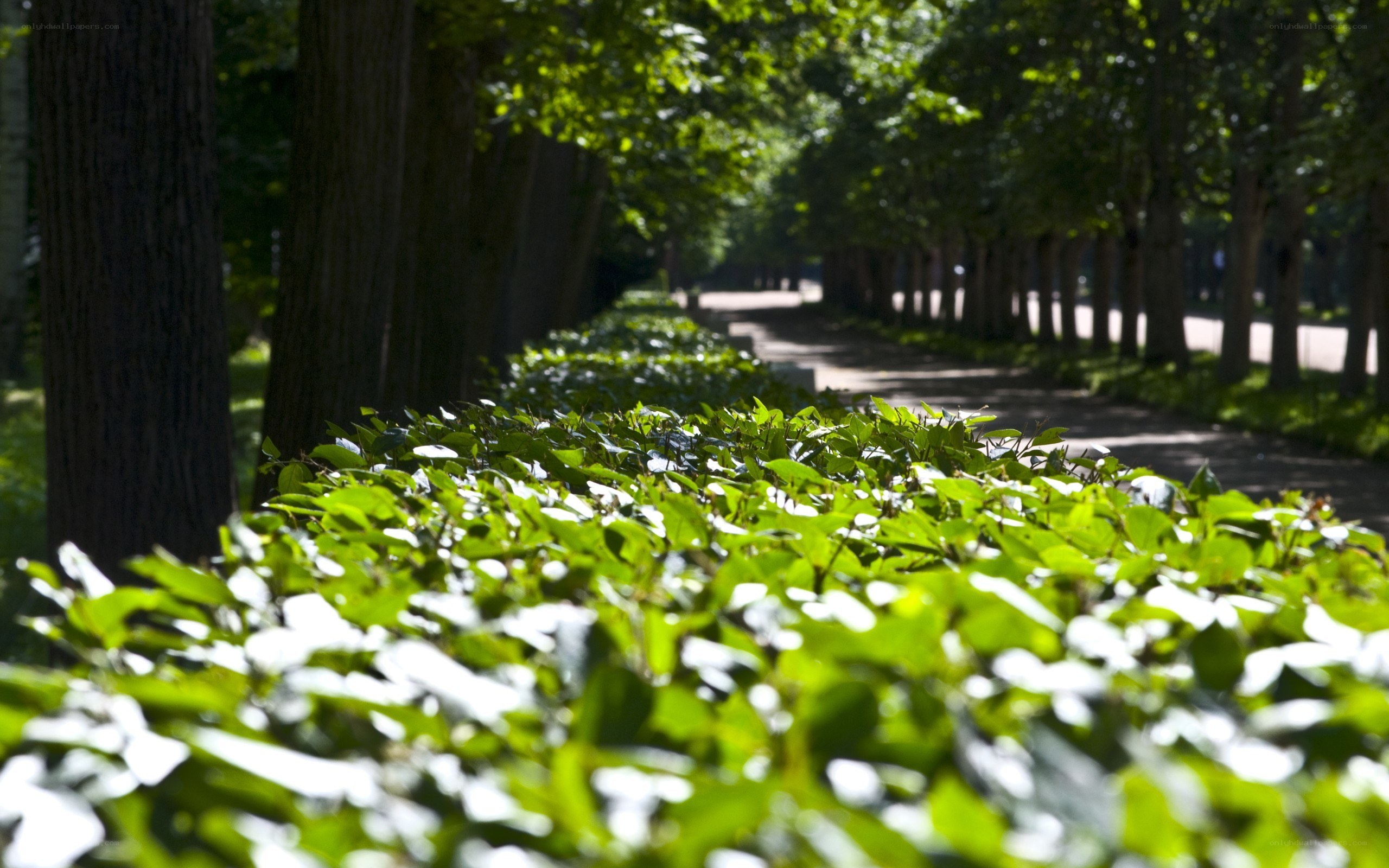 Tree-lined path in a park