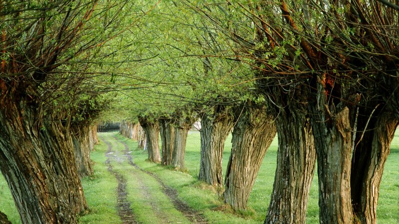 tree-lined path in a park