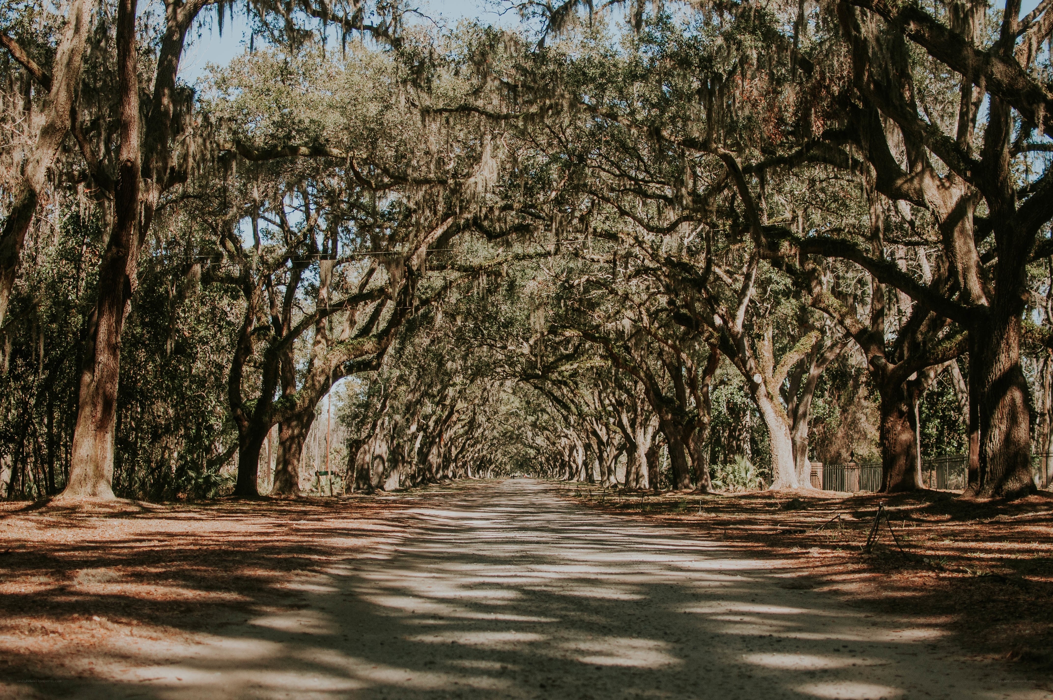 Tree-lined path in a southern grove