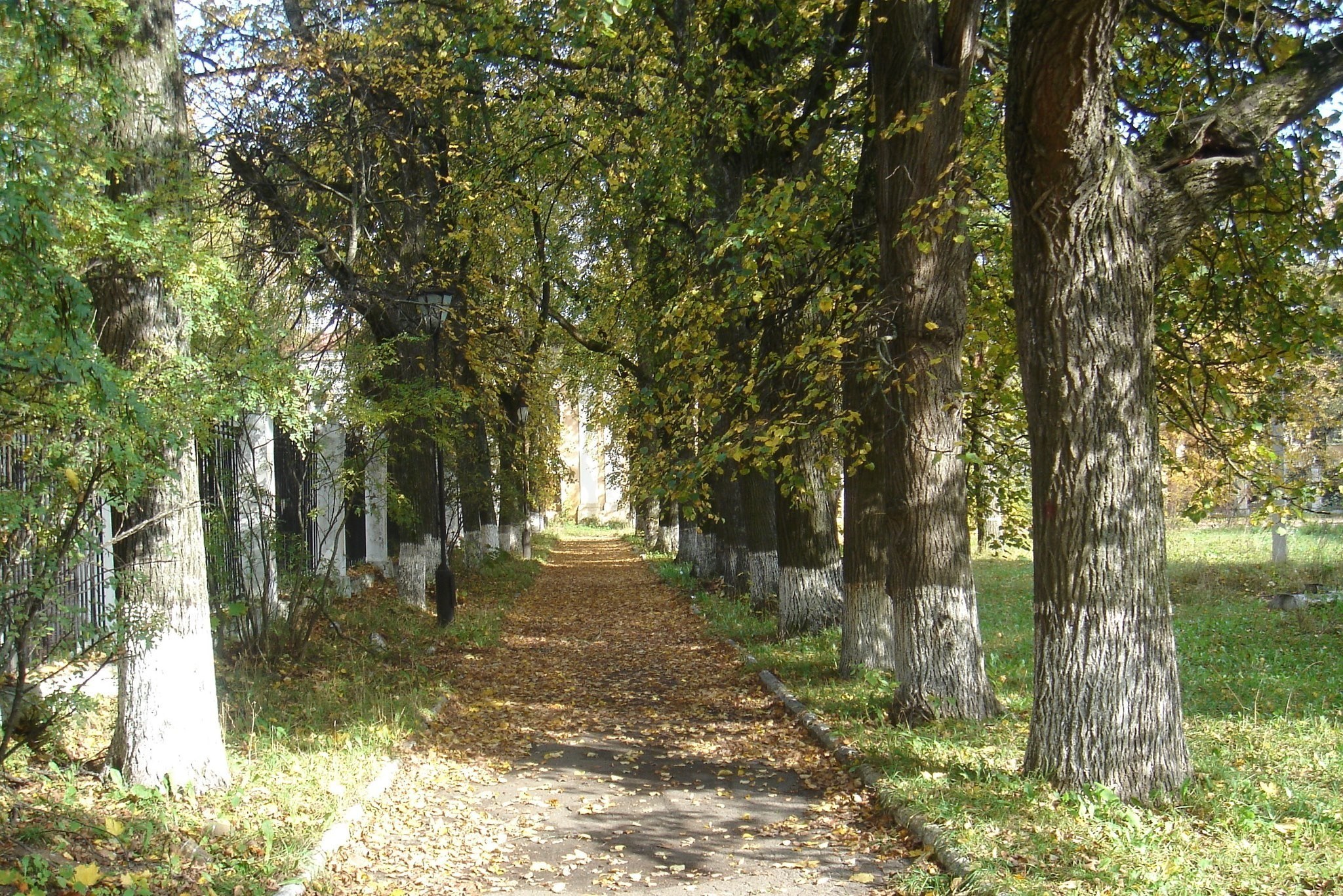 Tree-lined path in autumn