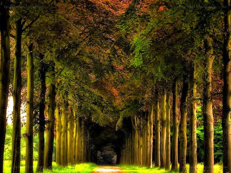 Tree-lined path in autumn