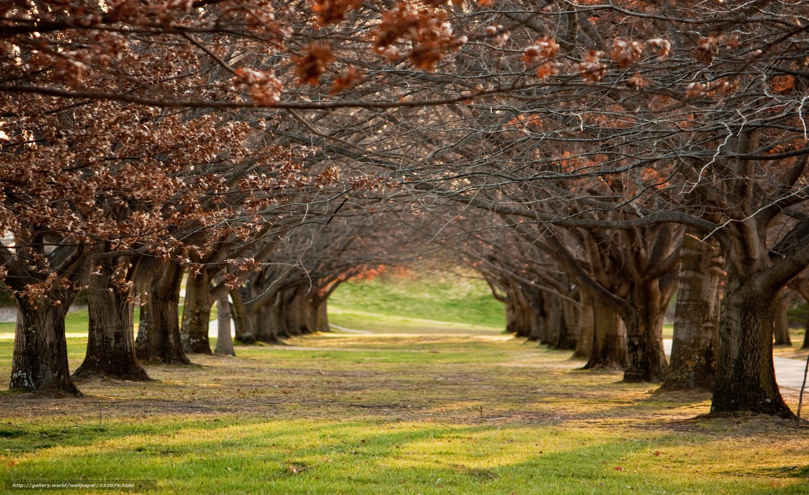 Tree-lined path in autumn
