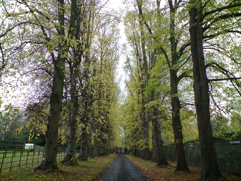 tree-lined path in autumn