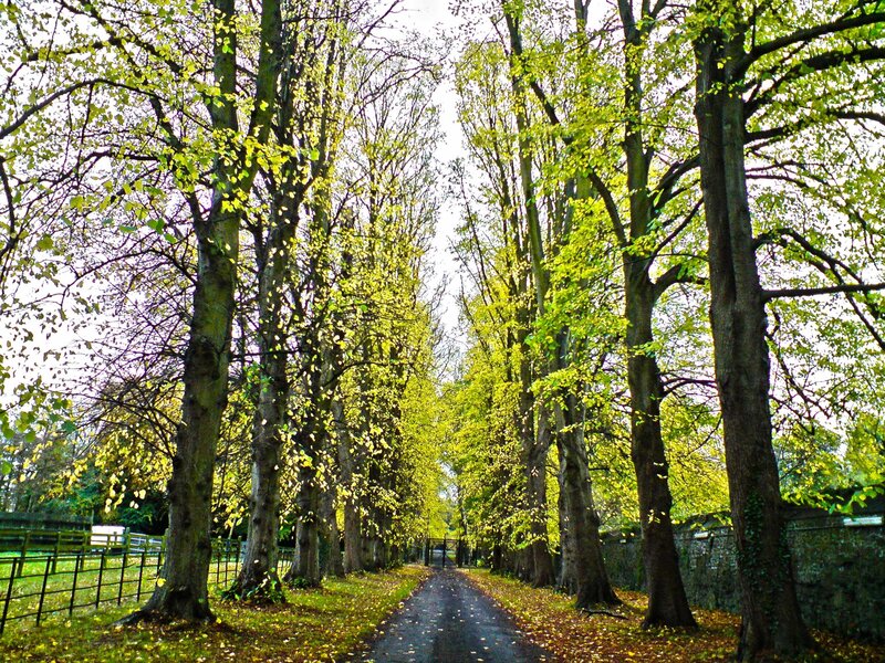 tree-lined path in autumn