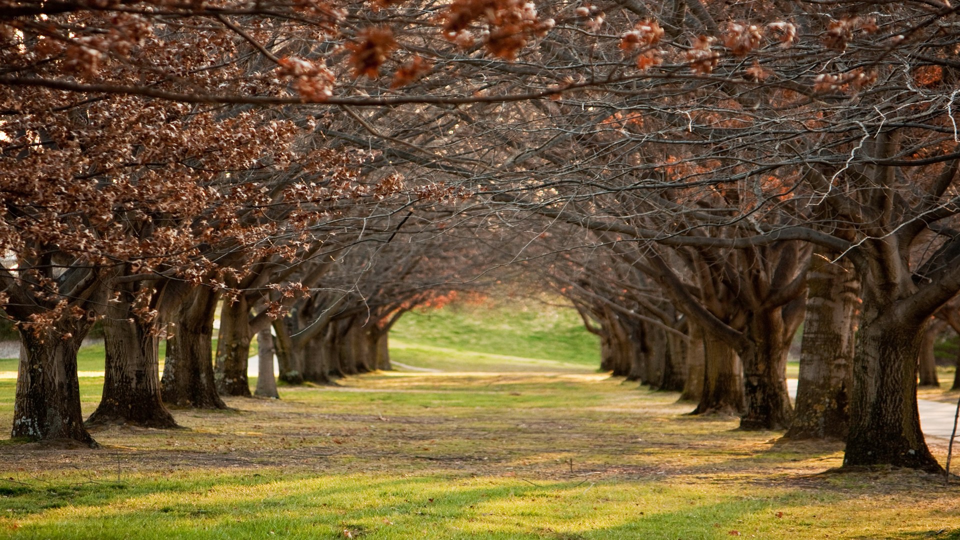 Tree-lined path in autumn