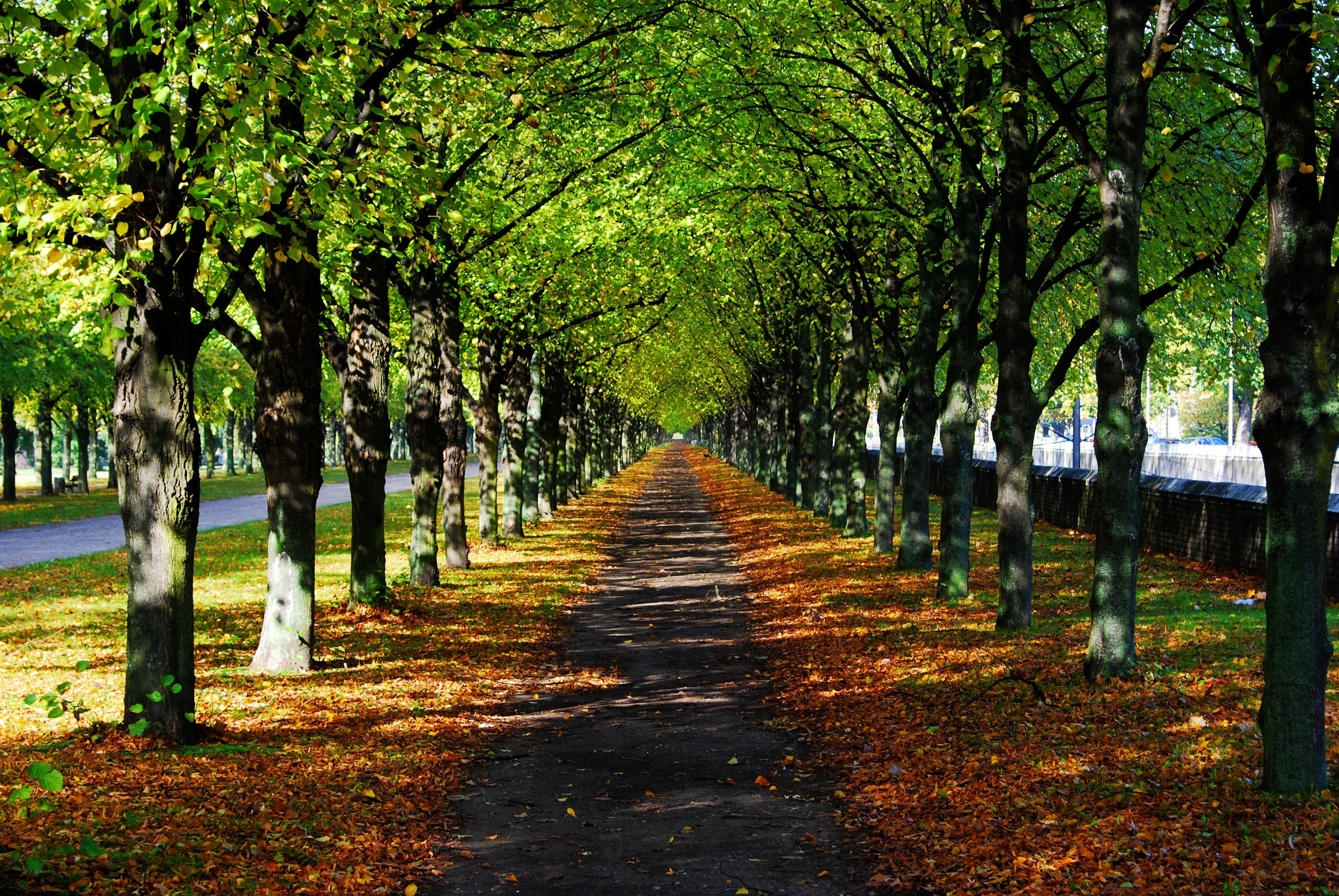 Tree-lined path in autumn