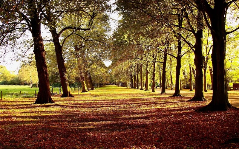 Tree-lined Path in Autumn — Brown, Serene, Photograph, Fallen Leaves