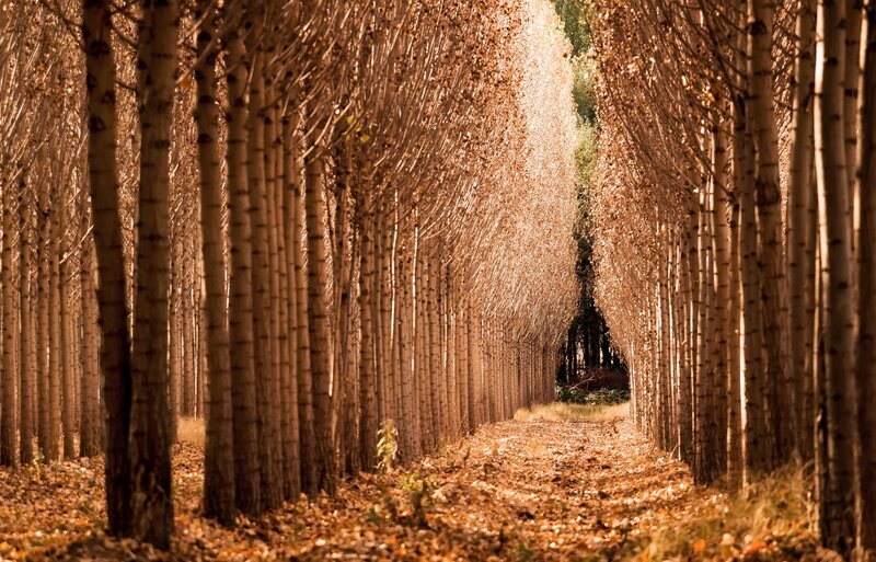 Tree-lined Path in Autumn — Brown, Serene, Photograph, Trees