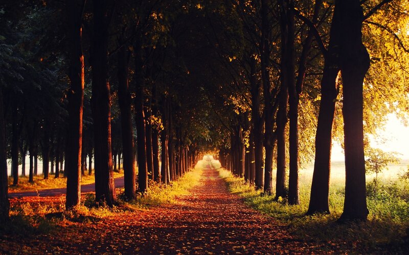 Tree-lined Path in Autumn — Brown, Serene