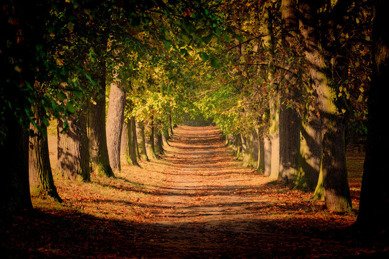 Tree-lined Path in Autumn — Brown