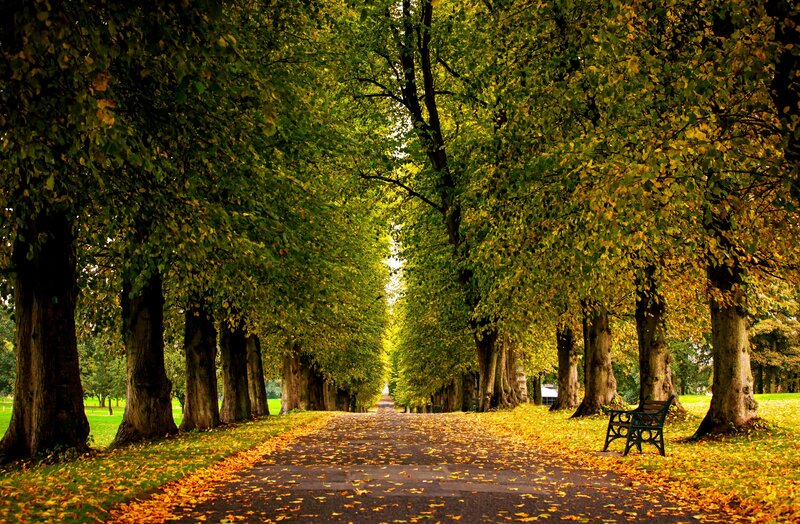Tree-lined Path in Autumn — Green, Serene, Photograph, Bench, Leaves