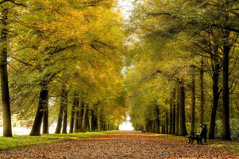 Tree-lined Path in Autumn — Green, Serene, Photograph, Bench