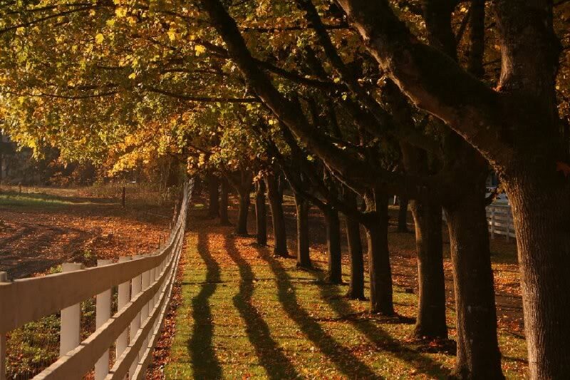 Tree-lined Path in Autumn — Green, Serene, Photograph, Fence