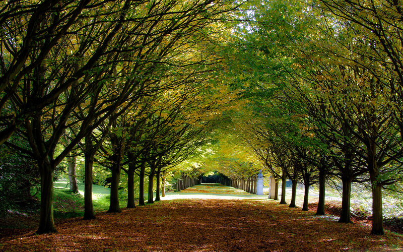 Tree-lined Path in Autumn — Green, Serene, Photograph
