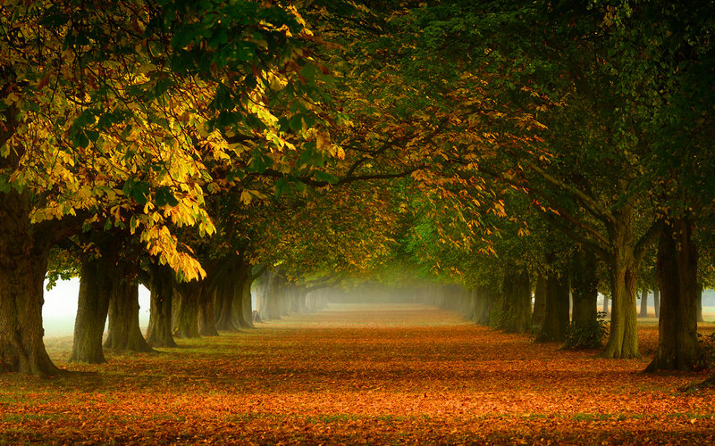 Tree-lined Path in Autumn — Green, Serene, Photograph, Trees, Fallen Leaves