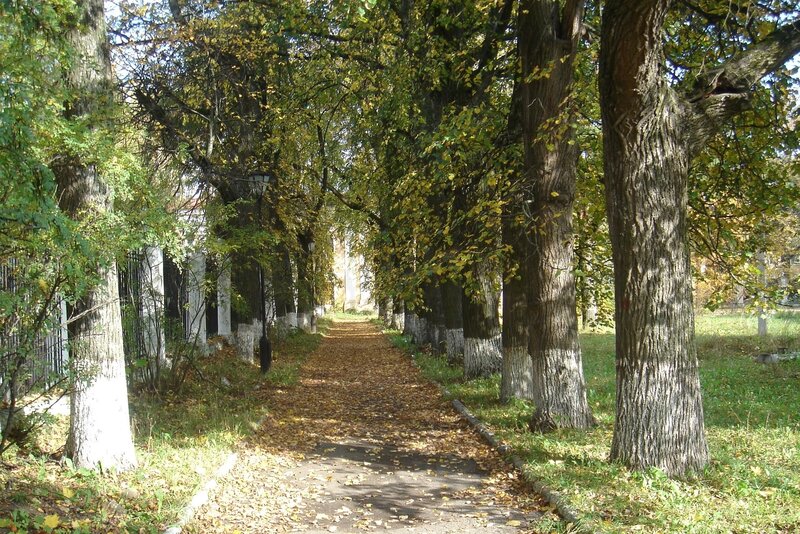 Tree-lined Path in Autumn — Green, Serene, Photograph, Trees, Leaves, Lamp Post