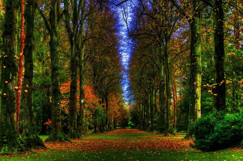 Tree-lined Path in Autumn — Green, Serene, Photograph, Trees, Leaves