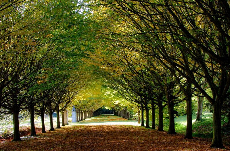 Tree-lined Path in Autumn — Green, Serene, Photograph, Trees
