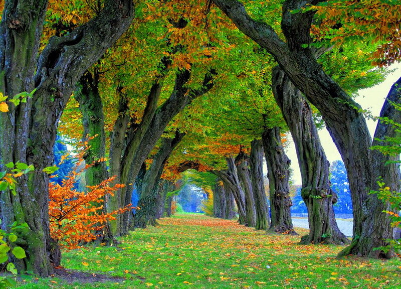 Tree-lined Path in Autumn — Green, Serene
