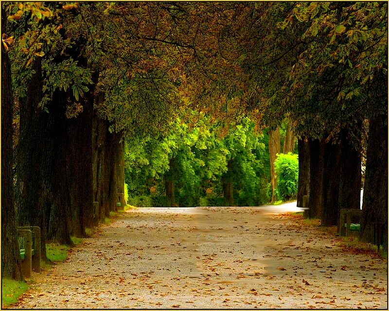 Tree-lined Path in Autumn — Green