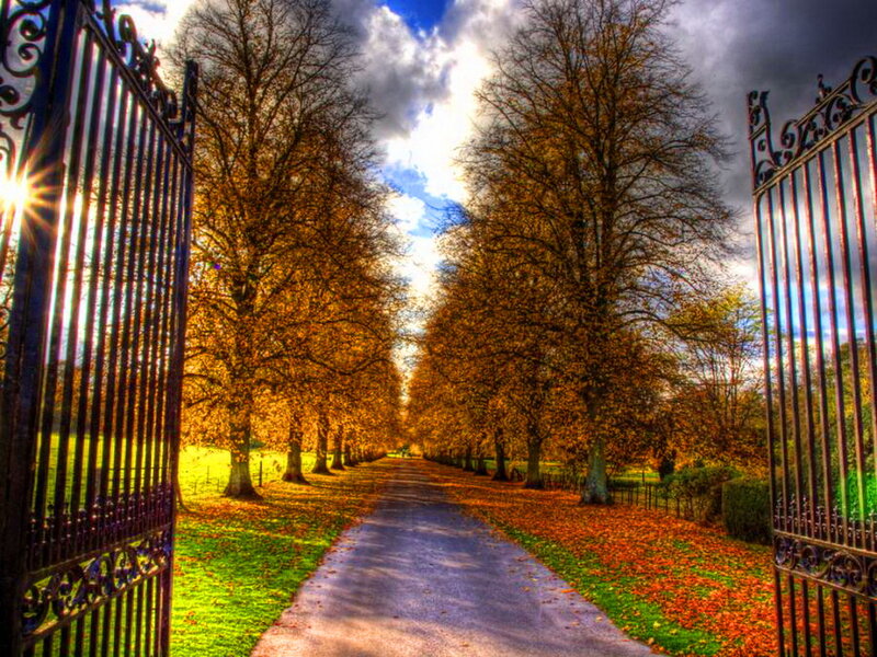 Tree-lined Path in Autumn — Orange, Dramatic
