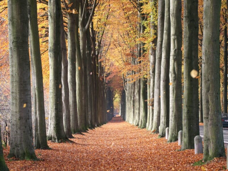 Tree-lined Path in Autumn — Orange, Serene, Photograph, Fallen Leaves