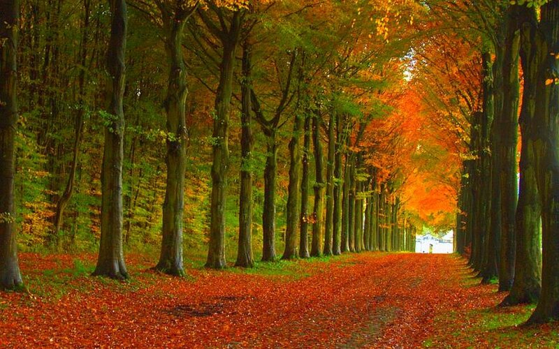 Tree-lined Path in Autumn — Orange, Serene, Photograph, Fallen Leaves, Trees