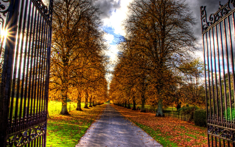 Tree-lined Path in Autumn — Orange, Serene, Photograph, Gate