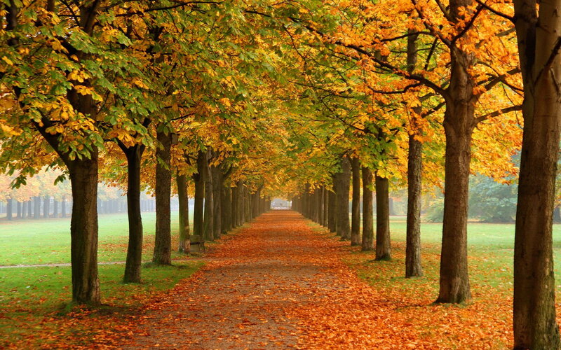 Tree-lined Path in Autumn — Orange, Serene, Photograph, Leaves