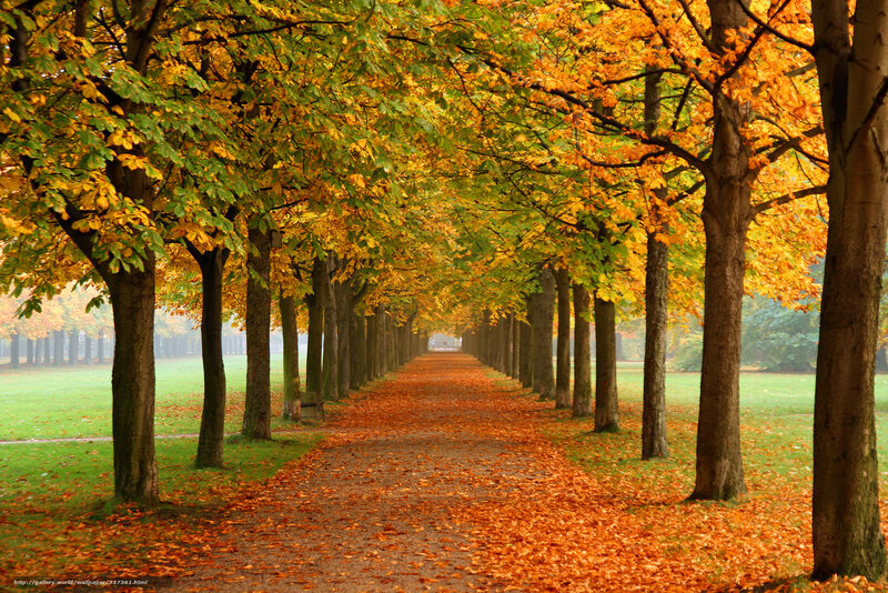 Tree-lined Path in Autumn — Orange, Serene, Photograph, Leaves, Trees