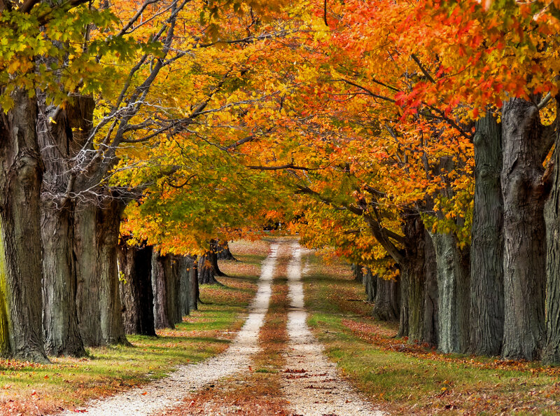 Tree-lined Path in Autumn — Orange, Serene, Photograph