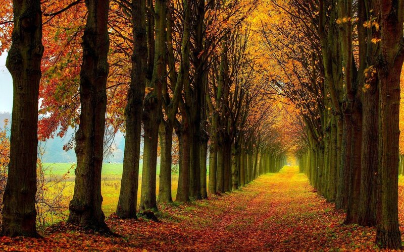 Tree-lined Path in Autumn — Orange, Serene, Photograph, Trees, Fallen Leaves
