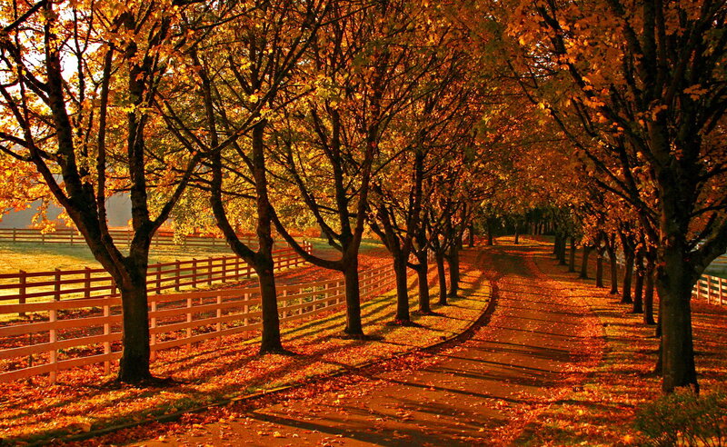 Tree-lined Path in Autumn — Orange, Serene, Photograph, Trees, Fence