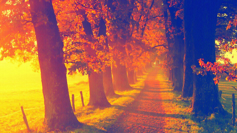 Tree-lined Path in Autumn — Orange, Serene, Photograph, Trees, Fog