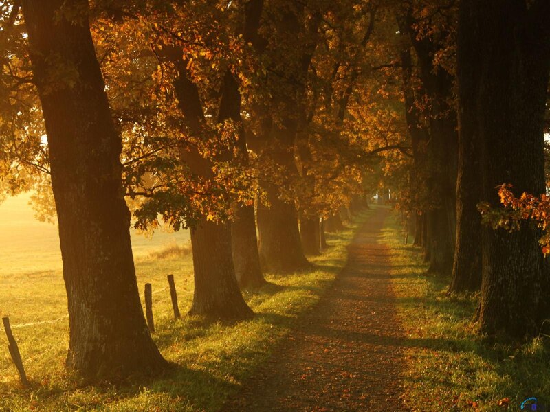Tree-lined Path in Autumn — Orange, Serene, Photograph, Trees, Grass