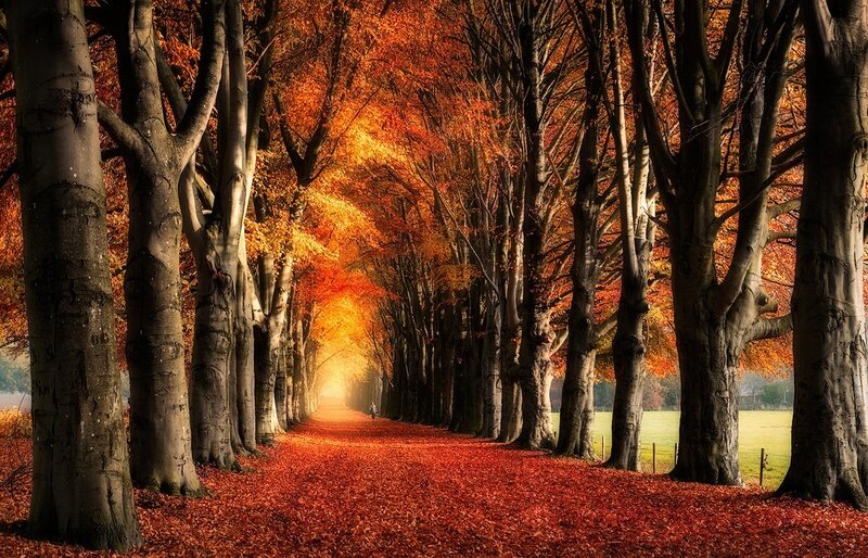 Tree-lined Path in Autumn — Orange, Serene, Photograph, Trees, Leaves, Field