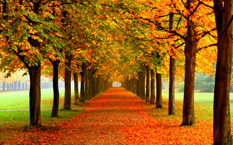 Tree-lined Path in Autumn — Orange, Serene, Photograph, Trees, Leaves, Grass