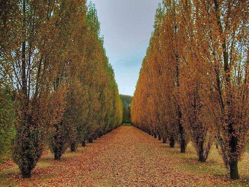 Tree-lined Path in Autumn — Orange, Serene, Photograph, Trees, Leaves, Sky