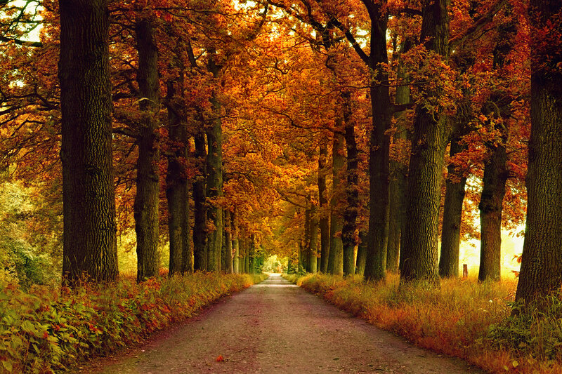 Tree-lined Path in Autumn — Orange, Serene, Photograph, Trees, Leaves, Sunlight
