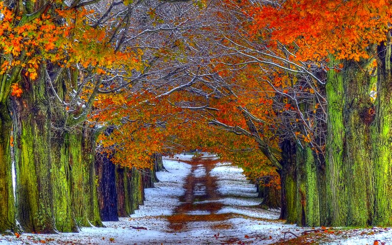 Tree-lined Path in Autumn — Orange, Serene, Photograph, Trees, Snow