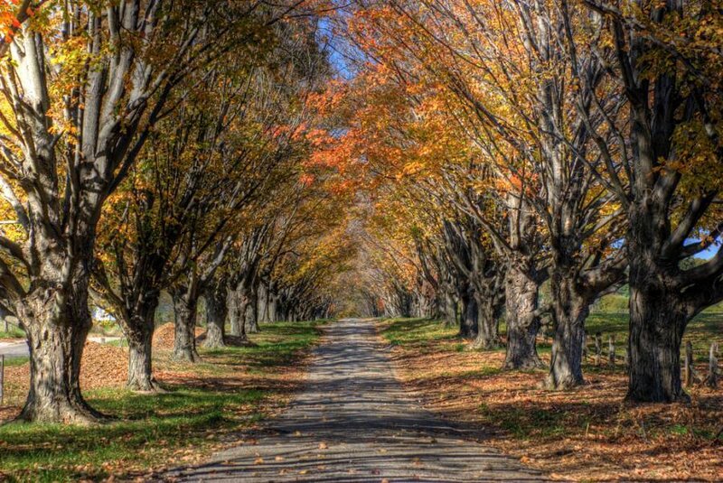 Tree-lined Path in Autumn — Orange, Serene, Photograph, Trees