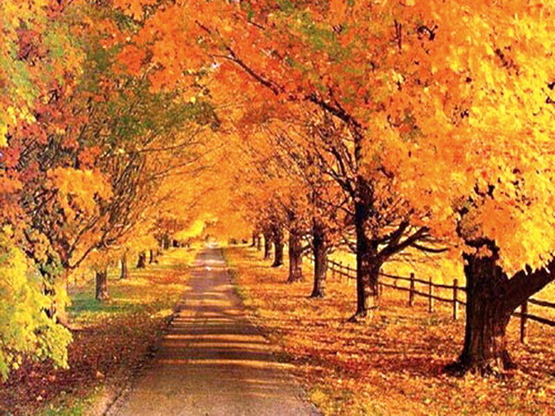 Tree-lined Path in Autumn — Orange, Serene