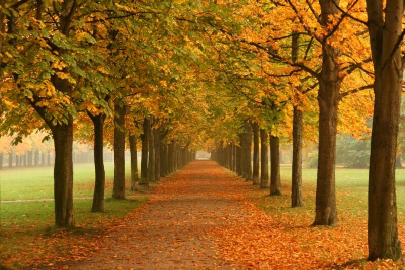 Tree-lined Path in Autumn — Orange