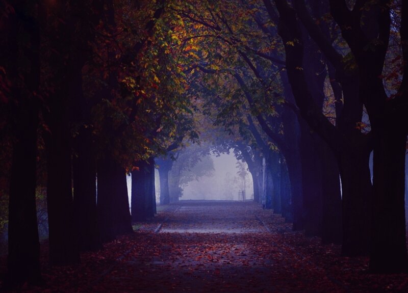 Tree-lined Path in Autumn — Purple