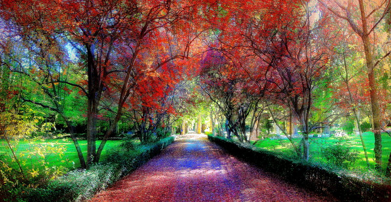 Tree-lined Path in Autumn — Red, Serene, Digital Art