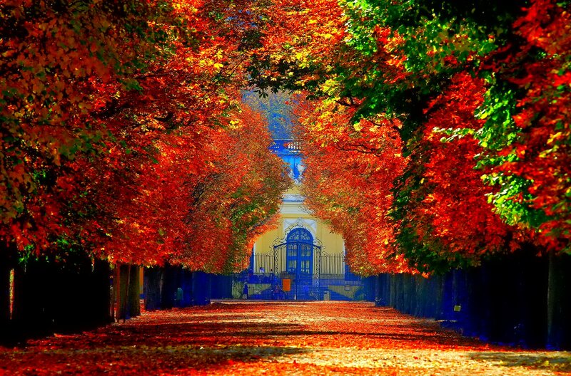Tree-lined Path in Autumn — Red, Serene, Photograph