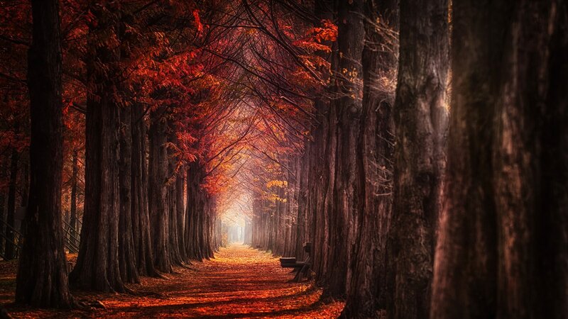 Tree-lined Path in Autumn — Red, Serene, Photograph, Trees, Leaves, Bench
