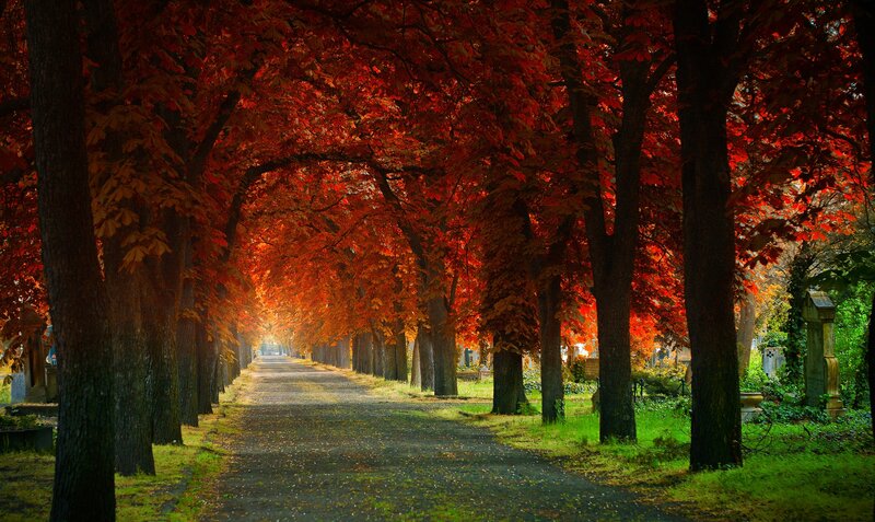 Tree-lined Path in Autumn — Red, Serene, Photograph, Trees