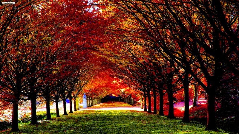Tree-lined Path in Autumn — Red, Serene