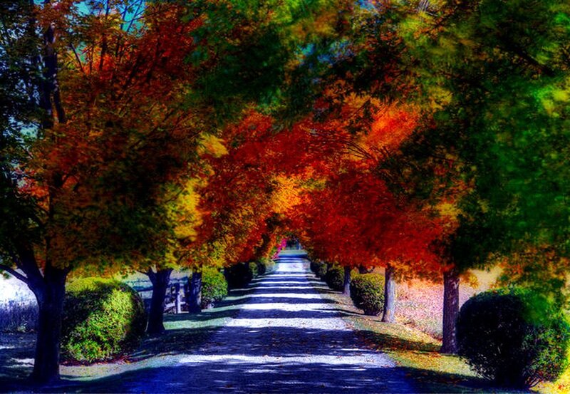 Tree-lined Path in Autumn — Red